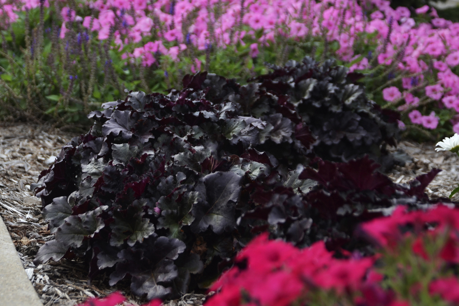 Heuchera